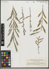 Foto von Salix purpurea L.